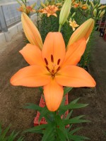 [5095 Amiga VWS No01.JPG]